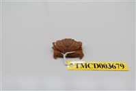 藏品(肉球皺蟹)的圖片